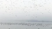 Vogelzug im Herbst: an die 3000.000 Wanderv&ouml;gel nutzen den Bodensee als Rastplatz auf dem Weg gen S&uuml;den und Norden.
