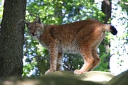 Luchs steht auf Felsen, Blick in Kamera