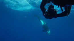 Andy Casagrande films orca.