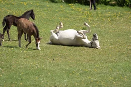 Lipizzaner im Gest&uuml;t.