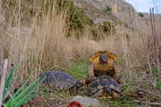 Breitrandschildkröten bei der Paarung.