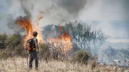 Ein Waldbrand Ein Waldbrand