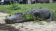 Rescued alligator with branches on it.
