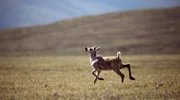 Ein junges Karibu-Kalb trabt während der jährlichen Zusammenführung der Porcupine-Herde im Arctic National Wildlife Refuge, Alaska, über die Landschaft.