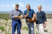 Björn Freitag (Mitte) mit Griet und Piet Hoekstra (l). In den Salzwiesen stoßen sie auf außergewöhnliche Delikatessen: frische Strandastern und würzigen Queller.