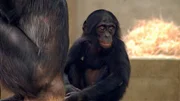 Ein Bonobo-Baby in der Wilhelma.