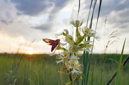 Seltene Orchideenart, die nur von einer einzigen Insektenart best&auml;ubt werden kann- den Schw&auml;rmern.