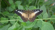How do caterpillars turn into butterflies? The caterpillar’s chewing mandibles are replaced with a long toothless tube for sucking nectar, its fat belly becomes a slim torso, and wings are formed. How do caterpillars turn into butterflies? The caterpillar’s chewing mandibles are replaced with a long toothless tube for sucking nectar, its fat belly becomes a slim torso, and wings are formed.