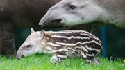 Brazilian tapir born early on Tuesday, 5th June. The male calf, born to mum Rio, and dad Marmaduke is the pair&rsquo;s first calf together.