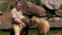 Josef Schett stellte seinen Betrieb auf Schafhaltung um. Er hat rund 200 Tiere auf seiner Alm.