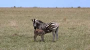 Halsbandzebra ‚Socks‘ mit ihrem neuen Fohlen im Nxai Pan National Park, Botswana. Halsbandzebra ‚Socks‘ mit ihrem neuen Fohlen im Nxai Pan National Park, Botswana.