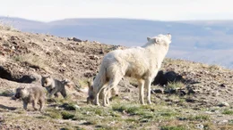 Wolves