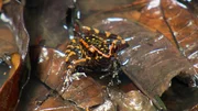 Der Hylarana picturata ist ein besonders bunter Frosch. Die grellen Warnfarben sind eine Botschaft an seine Fressfeinde: Achtung, ich bin giftig. Der Hylarana picturata ist ein besonders bunter Frosch. Die grellen Warnfarben sind eine Botschaft an seine Fressfeinde: Achtung, ich bin giftig.