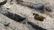Grabwespe an der Sandachse. Grabwespe an der Sandachse.