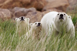 Eisb&auml;rmutter mit zwei Jungtieren: Die steigenden Temperaturen durch den Klimawandel erschweren den Eisb&auml;ren die Nahrungssuche, denn sie ben&ouml;tigen die Eisdecke, um Robben zu jagen.