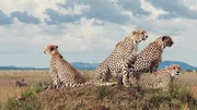 Vier Geparde haben sich in der Masai Mara in Kenia zu einer Jagdgruppe zusammengetan.