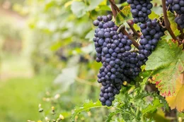Grapes, autumn