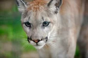 Missoula ist eine seltene Montana-Puma-Zuchtkatze, die im Tierpark von Hand aufgezogen wurde.