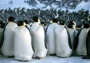 Luc Jacquets oscarpr&auml;mierter Dokumentarfilm ist eine poetische Erz&auml;hlung &uuml;ber den faszinierenden Lebenszyklus der Kaiserpinguine, die unglaubliche Strapazen auf sich nehmen, um ihre Nachkommenschaft zu sichern.