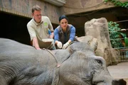 Dr. Susanne Mertens (Elisabeth Lanz) nimmt der Elefantenkuh Mia Blut ab, um einen Grund für ihr auffälliges Verhalten zu finden. Tierpfleger (Komparse, l.). Dr. Susanne Mertens (Elisabeth Lanz) nimmt der Elefantenkuh Mia Blut ab, um einen Grund für ihr auffälliges Verhalten zu finden. Tierpfleger (Komparse, l.).