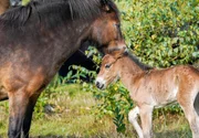 Eine kleine Herde Exmoorponys soll in der Wistinghauser Senne Naturschutzarbeit leisten.