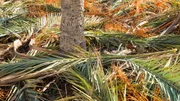 Palm tree fronds