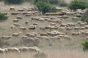 Blick auf die Hochebene Plateau du Larzac – seit der Jungsteinzeit wird auf den Landflächen hauptsächlich Viehzucht betrieben, um die oft kargen Gebiete sinnvoll zu nutzen. Blick auf die Hochebene Plateau du Larzac – seit der Jungsteinzeit wird auf den Landflächen hauptsächlich Viehzucht betrieben, um die oft kargen Gebiete sinnvoll zu nutzen.