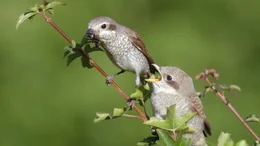 Neunt&ouml;ter F&uuml;tterung. Weibchen mit Jungvogel.