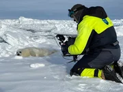 Ein Kameramann filmt eine junge Sattelrobbe auf dem Packeis vor Grönland.