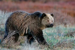 In den letzten Jahren kehren immer mehr Grizzlys aus den Bergen in die Grasebenen der Pr&auml;rie zur&uuml;ck, um hier ihre Reviere wieder in Besitz zu nehmen.