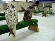 Im Falkenhospital Abu Dhabi warten die Falken auf ihre Behandlung.