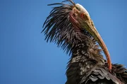 Einstein – Nach 400 Jahren zurück - aber in der Schweiz nicht willkommen. Der skurrile Vogel Waldrapp.