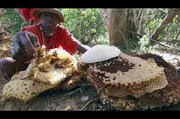 Während der Ernte achtet Nicholas darauf, etwas von dem Honig zurückzulassen, damit der Bienenschwarm sich keinen neuen Stock sucht.