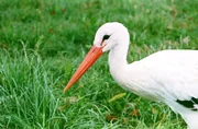 Wei&szlig;storch in Cigoc (Kroatien).
