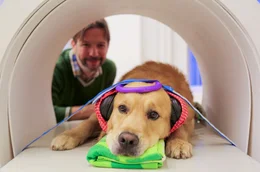 Um herauszufinden, ob Hunde per Soundboard mit Menschen &bdquo;sprechen&ldquo; k&ouml;nnen, haben Forscher der University of California in San Diego eine breitangelegte Studie gestartet.
