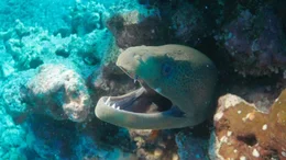 Gesch&uuml;tzte Riffe am Chagos-Archipel: Tags&uuml;ber versteckt sich die Mur&auml;ne in H&ouml;hlen oder Felsspalten, in der Nacht geht sie auf die Jagd.