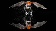 Das Gro&szlig;e Hasenmaul ist eine Fledermaus, die sich darauf spezialisiert hat, Fische zu fangen.