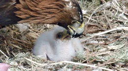 Steinadler f&uuml;ttert Junges.