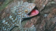 Tokay Gecko (Gecko Gecko), Gekkonidae.