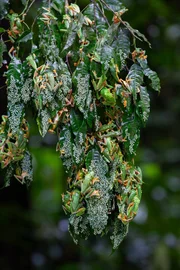 Wenn in Costa Rica die Regenzeit beginnt, kommen Tausende von Rotaugenlaubfr&ouml;schen &uuml;berall dort zusammen, wo sich kleine T&uuml;mpel auf dem Waldboden gebildet haben. Die Weibchen h&auml;ngen lange Eierketten an &Auml;ste, die die Minigew&auml;sser &uuml;berragen.