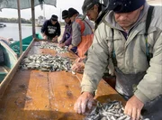 Fischer im Donaudelta: Der Fang wird immer spärlicher. Fischer im Donaudelta: Der Fang wird immer spärlicher.