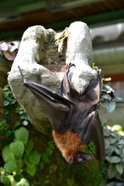 Flughund Timmi wird flügge.