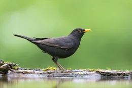 Amseln sind sehr anpassungsf&auml;hig und eine der wenigen Vogelarten, die in verbauten Gebieten mit wenig Gr&uuml;nfl&auml;che leben.