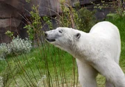 EINZUG DER EISBÄREN, "Yukon Bay im Zoo Hannover". Der Eisbär im Zoo Hannover testet das Hafenbecken in der Erlebniswelt "Yukon Bay". EINZUG DER EISBÄREN, "Yukon Bay im Zoo Hannover". Der Eisbär im Zoo Hannover testet das Hafenbecken in der Erlebniswelt "Yukon Bay".
