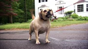 Puggle Dog.