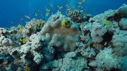 Korallenriffe geh&ouml;ren zu den artenreichsten Lebensr&auml;umen der Welt. Sie beherbergen rund ein Viertel aller Spezies, die im Meer leben.