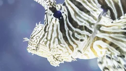 Lionfish.