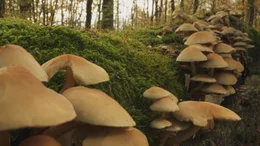 Pilze und Bodenlebewesen spielen eine wichtige Rolle im &Ouml;kosystem Wald.