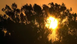Sonnenaufgang in der Lobau.