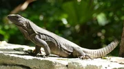 Found sunbathing on a wall, this iguana is missing part of its tail. Also known as a black iguana (Ctenosaura similis) they are commonly found in the Yucatan peninsula, Mexico. Found sunbathing on a wall, this iguana is missing part of its tail. Also known as a black iguana (Ctenosaura similis) they are commonly found in the Yucatan peninsula, Mexico.